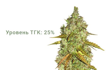 Сорт конопли Dos-Vi-Dos