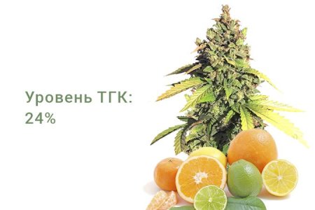 Сорт конопли Gorilla Auto