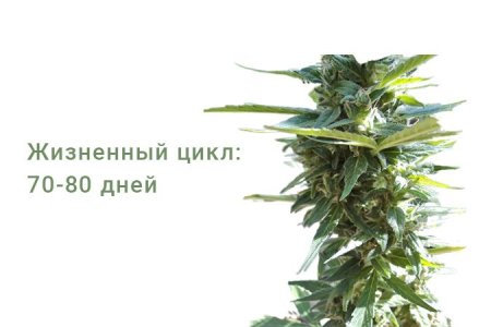 Сорт конопли Niagara Auto