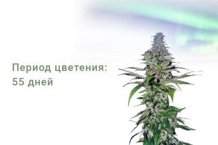 Сорт конопли Northern Lights