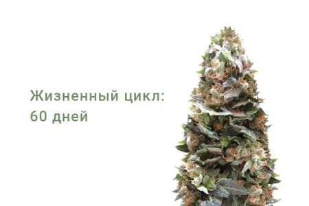 Сорт конопли Ogre Auto