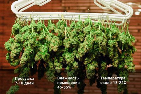 Сушка шишки конопли