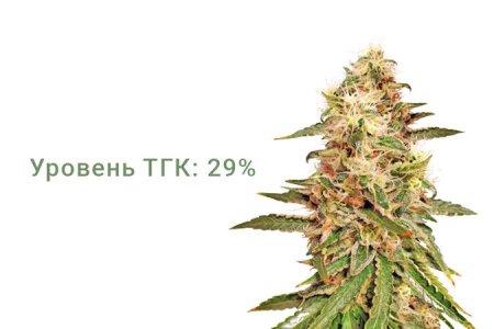 Сорт каннабиса Astral