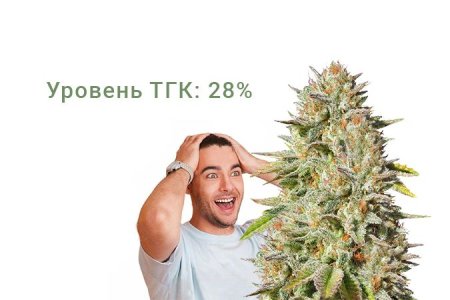 Сорт марихуаны Gorilla Glue #4