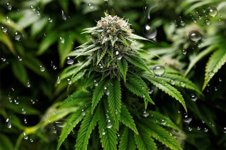 Вода для полива конопли в аутдоре