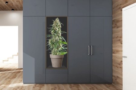 Гроубокс для конопли