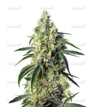 сорт конопли Green Poison CBD.jpg сорт конопли Green Poison CBD.jpg