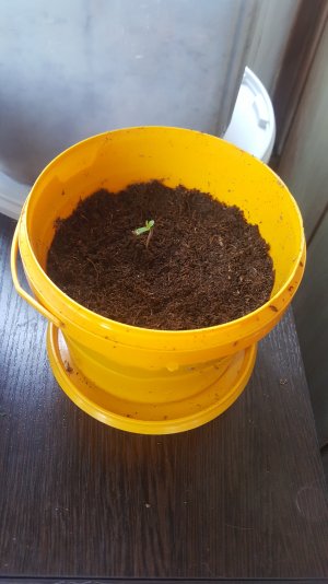 Экстрим пересадка 1.jpg