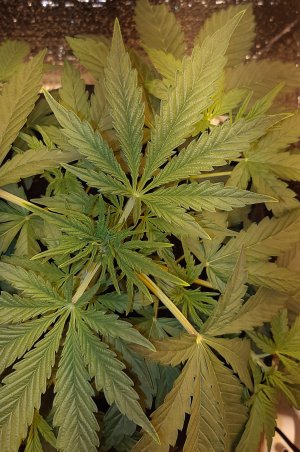 что это может быть.jpg