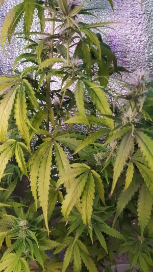 IMG_20220719_082706.jpg IMG_20220719_082706.jpg