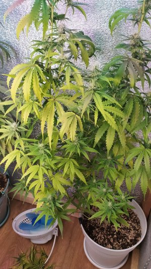 IMG_20220719_212929.jpg IMG_20220719_212929.jpg