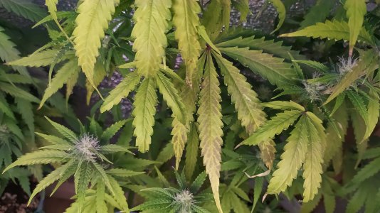 IMG_20220719_212851.jpg IMG_20220719_212851.jpg