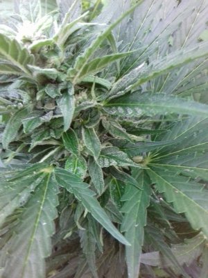 20160522_080909.jpg 20160522_080909.jpg