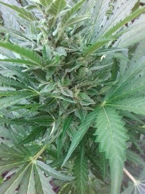 20160522_081221.jpg 20160522_081221.jpg