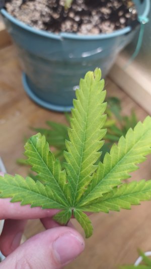 IMG_20220720_014302.jpg IMG_20220720_014302.jpg