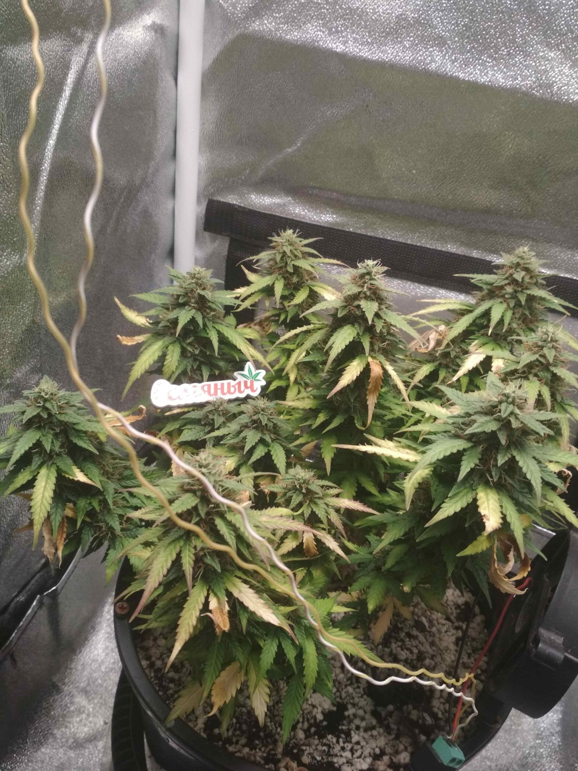 IMG_20220723_183651.jpg IMG_20220723_183651.jpg