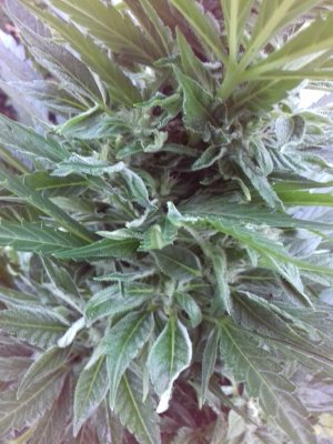 20160528_060900.jpg 20160528_060900.jpg