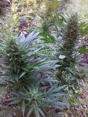 20160528_061150.jpg 20160528_061150.jpg