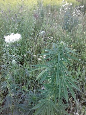 20160605_065331.jpg 20160605_065331.jpg