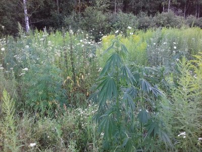 20160605_065551.jpg 20160605_065551.jpg