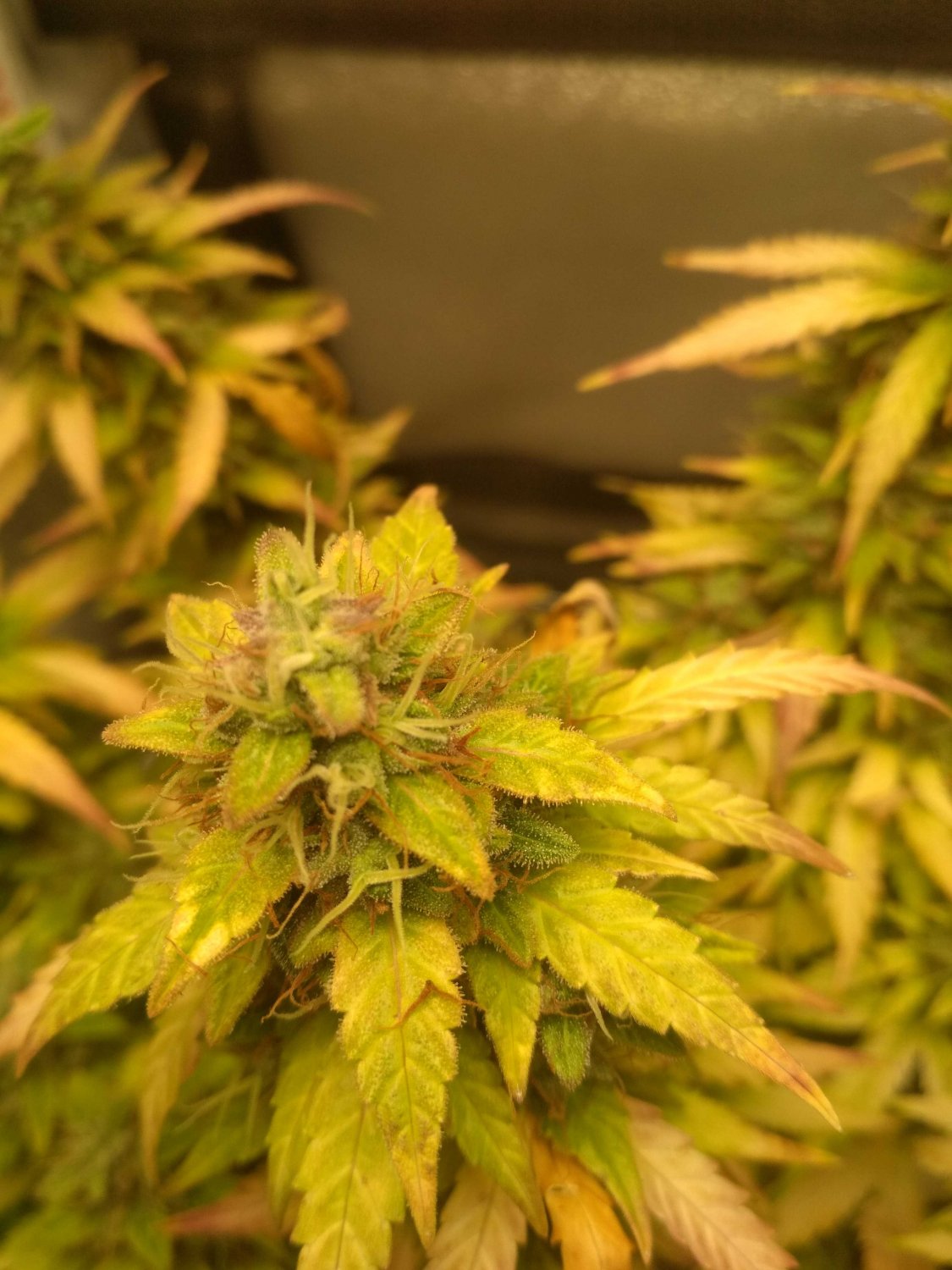 IMG_20220802_210119.jpg IMG_20220802_210119.jpg