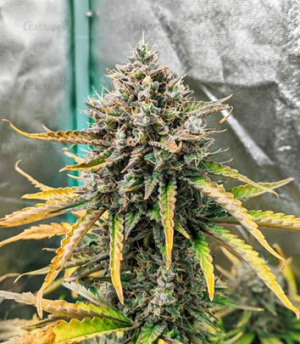 1659535182201.png 1659535182201.png