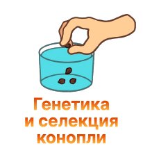 14-Genetika i selekciya konopli-100.jpg