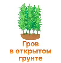 31-Grov v otkrytom grunte-100.jpg