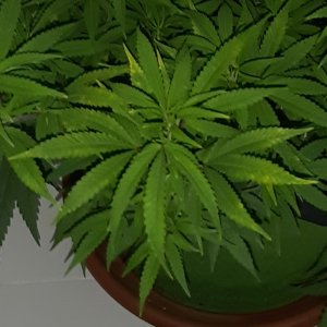 20220804_211237.jpg 20220804_211237.jpg