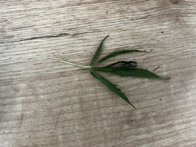 04E93407-27F9-4CC5-999B-15B074C749FD.jpeg 04E93407-27F9-4CC5-999B-15B074C749FD.jpeg