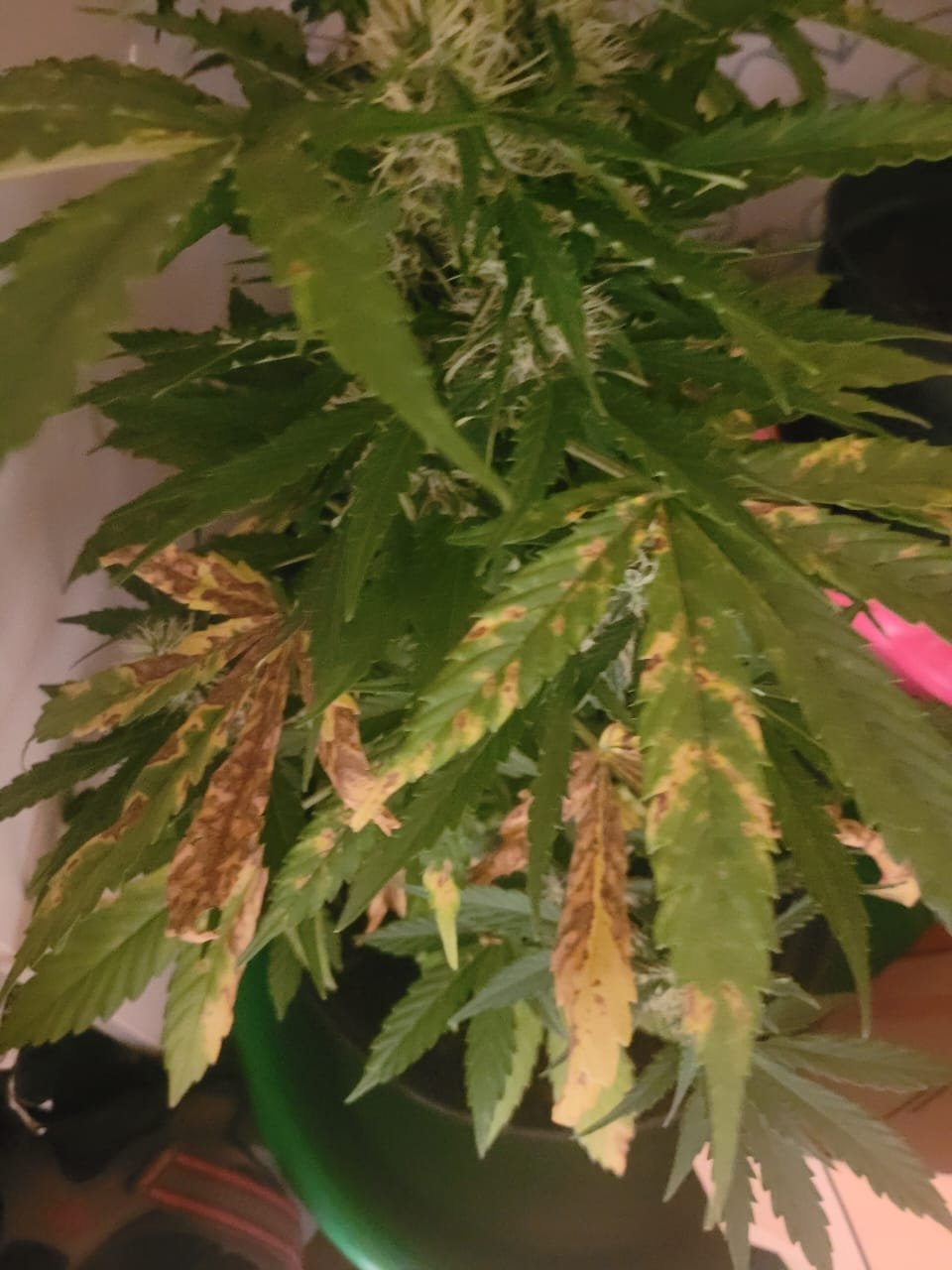 WhatsApp Image 2022-08-08 at 19.59.16.jpeg