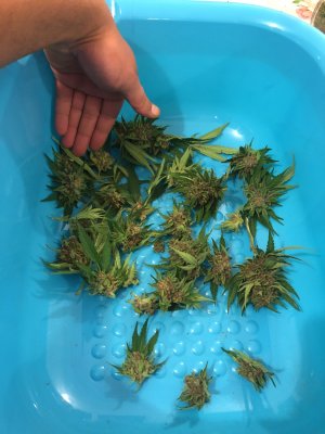 camphoto_1903590565 1.JPG