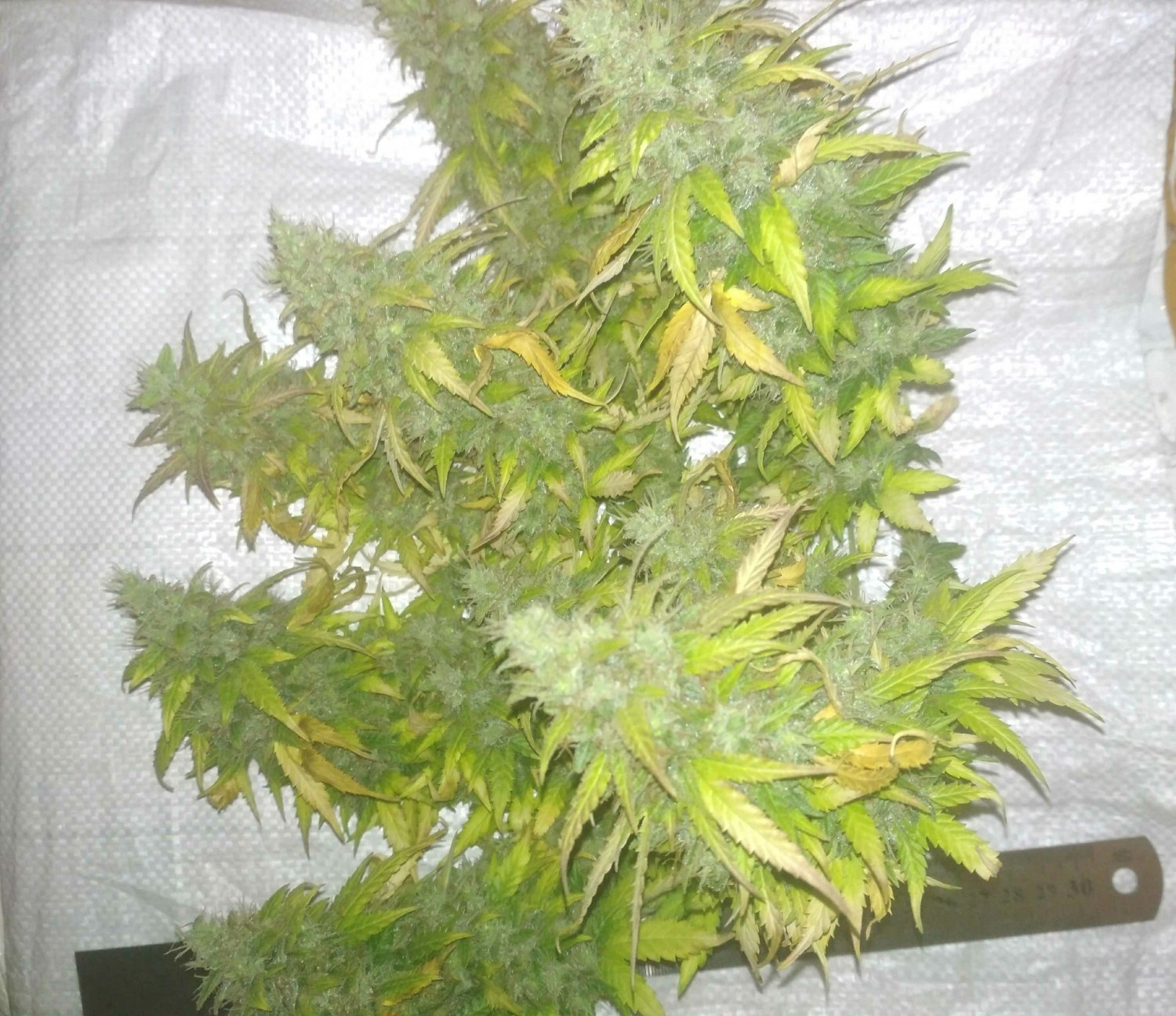 IMG_20220810_094751.jpg IMG_20220810_094751.jpg