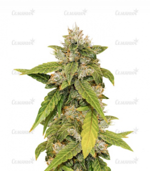 1660135806805.png 1660135806805.png