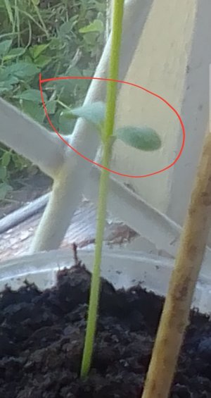 Screenshot_20220812-154502_Free Adblocker Browser.jpg