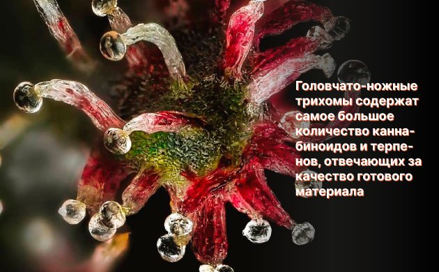 Трихомы на шишках