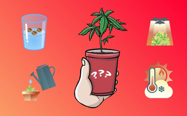 Причины медленного развития конопли