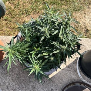 8D5C541E-08E2-40B9-AC45-D83F89770779.jpeg 8D5C541E-08E2-40B9-AC45-D83F89770779.jpeg