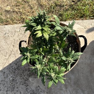 355F15D9-DB99-4581-98C3-5B3B7A4DD9B4.jpeg 355F15D9-DB99-4581-98C3-5B3B7A4DD9B4.jpeg