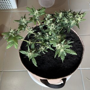 C89245FE-5DB0-491F-BBD6-9FA5C6C96301.jpeg C89245FE-5DB0-491F-BBD6-9FA5C6C96301.jpeg