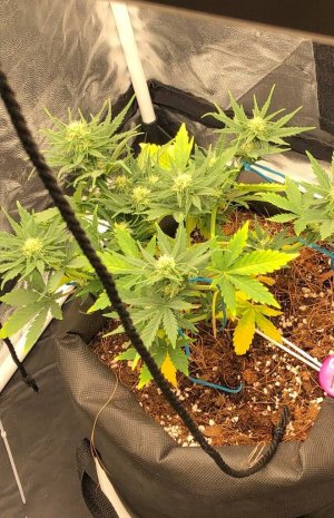 пидорасит.jpg пидорасит.jpg