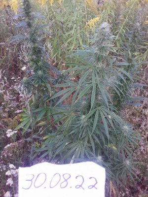 20150104_135711.jpg 20150104_135711.jpg