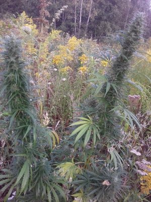 20150104_135753.jpg 20150104_135753.jpg