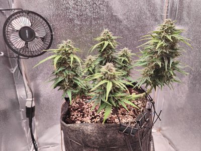 IMG20220906224746.jpg IMG20220906224746.jpg