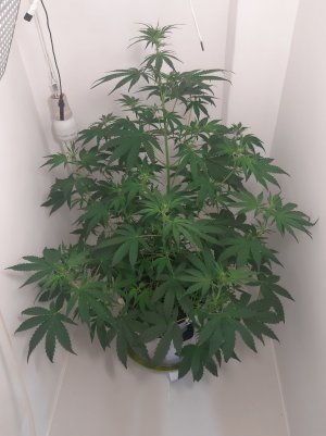 20220907_080654.jpg 20220907_080654.jpg