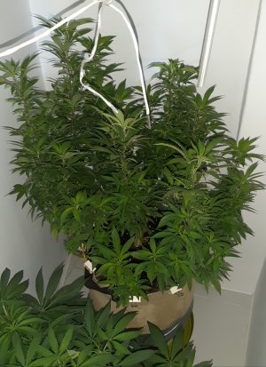 20220907_101636.jpg 20220907_101636.jpg