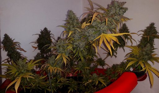 critical-kali-mist-fem-delicious-seeds__dTIAjnT2EmAyGKN2.jpg critical-kali-mist-fem-delicious-seeds__dTIAjnT2EmAyGKN2.jpg