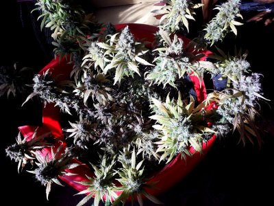 critical-kali-mist-fem-delicious-seeds__GmTFlmVy9KSuV7Zo.jpg critical-kali-mist-fem-delicious-seeds__GmTFlmVy9KSuV7Zo.jpg