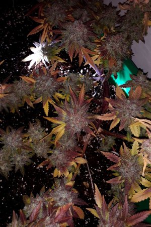 super-lemon-haze-fem-Semyanich__HRp5DVoDJdBAc2lF.jpg super-lemon-haze-fem-Semyanich__HRp5DVoDJdBAc2lF.jpg