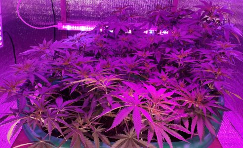 gorilla-glue-4-fem-anesia-seeds__JxbKRZBEtAAcPXpu.jpg gorilla-glue-4-fem-anesia-seeds__JxbKRZBEtAAcPXpu.jpg
